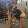 animal, carpet, cat, cozy, curious, cute, domestic_cat, floor, furniture, indoor, kitten, pet, seated, small_chair, striped, vintage, wood, wooden_chair, woven_seat, young
