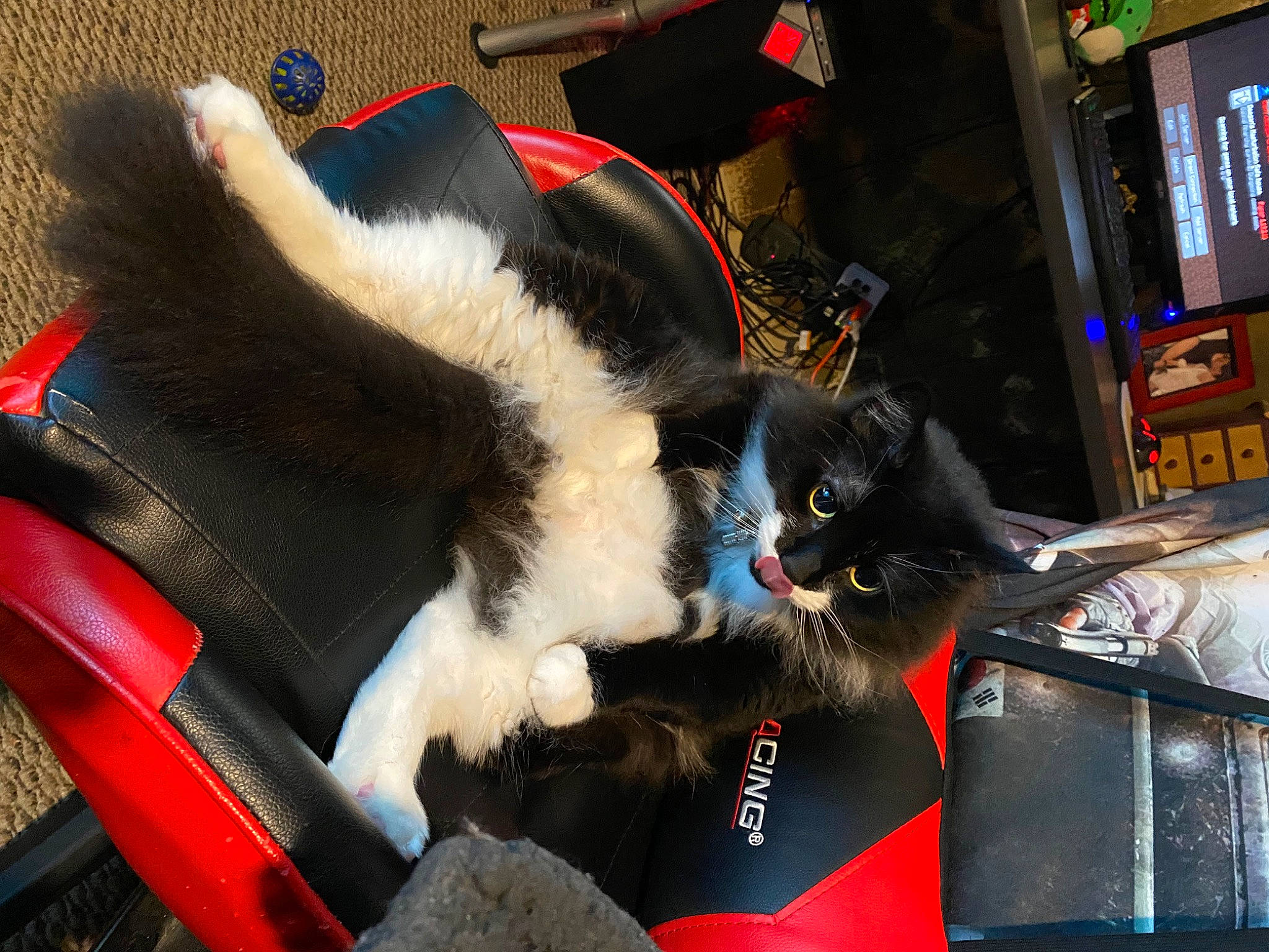 Katara is registered to the contest to win money with this photo: auto_part, bag, box, carnivore, cat, cat_supply, claw, comfort, domestic_short_haired_cat, felidae, fur, lap, luggage_and_bags, paw, small_to_medium_sized_cats, tail, whiskers