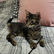 Naha a rejoint le concours — aidez-le/la à gagner de superbes lots ! animal, bed, cat, curious, cute, feline, fur, indoor, kitten, paw, pet, pillow, pink_pillow, playful, resting, striped, striped_cat, tabby, toy, whiskers
