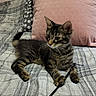 animal, bed, cat, curious, cute, feline, fur, indoor, kitten, paw, pet, pillow, pink_pillow, playful, resting, striped, striped_cat, tabby, toy, whiskers