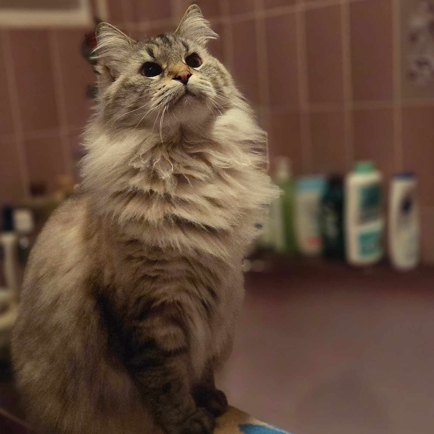Nino a rejoint le concours — aidez-le/la à gagner de superbes lots ! animal, bathroom, cat, closeup, cute, domestic_cat, feline, fluffy, fur, furry, indoors, looking_up, mammal, pet, portrait, sitting, soft_light, tile_wall, towel, whiskers