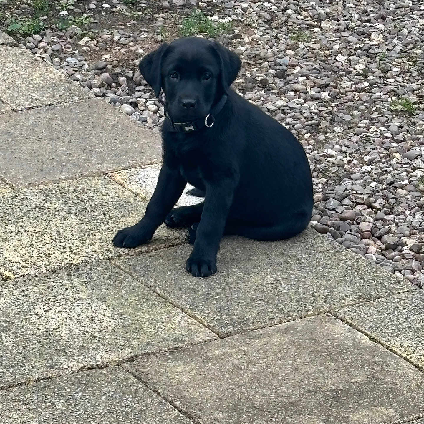 Lola joined the competition — help win amazing prizes! animal, black_dog, canine, collar, companion, curious, cute, daylight, dog, fur, gravel, nature, outdoor, paw, pet, puppy, sitting, stone_path, young_animal, young_dog