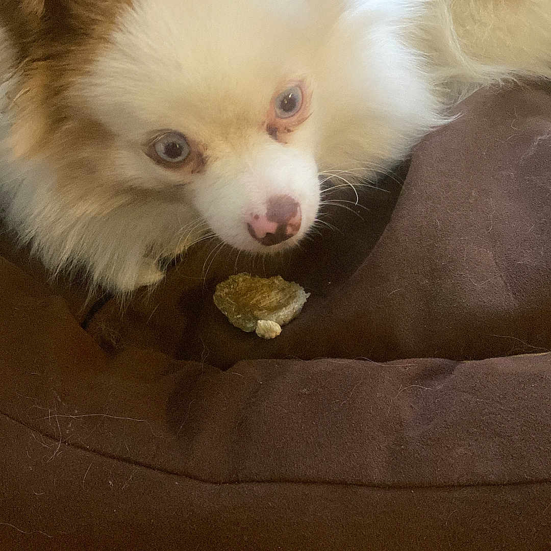 Alba a rejoint le concours — aidez-le/la à gagner de superbes lots ! animal, brown_fur, close_up, companion, curious, cute, dog, domestic_animal, ears, floor, fluffy, fur, home, indoor, light_eyes, nose, pet_bed, resting, small_object, white_fur