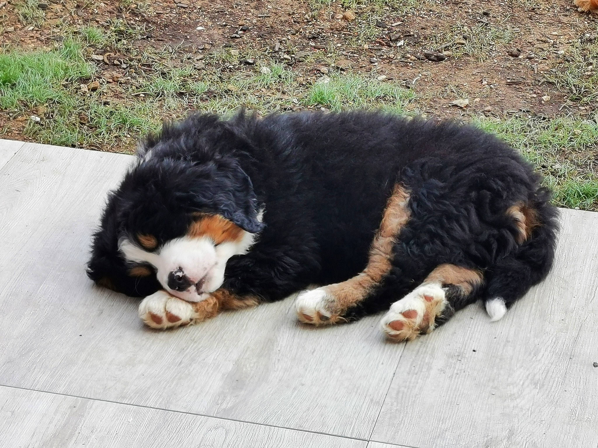 Roy participe au concours pour gagner de l'argent avec cette photo : bernese_mountain_dog, canidae, carnivore, companion_dog, dog, dog_breed, english_shepherd, entlebucher_mountain_dog, giant_dog_breed, greater_swiss_mountain_dog, mammal, nose, puppy, snout, sporting_group, vertebrate, working_dog