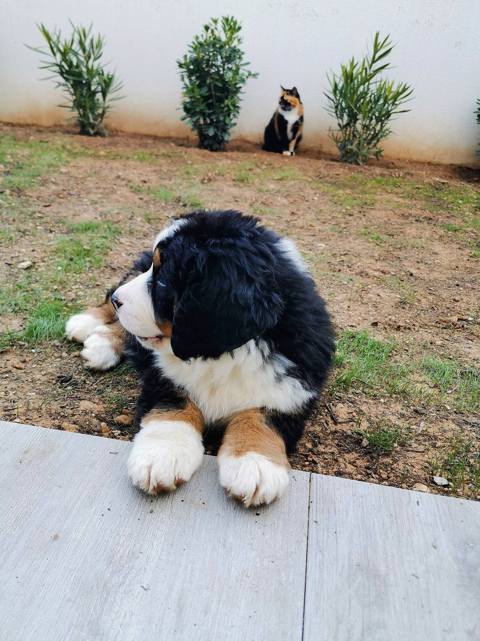 Roy a rejoint le concours — aidez-le/la à gagner de superbes lots ! bernese_mountain_dog, canidae, carnivore, companion_dog, dog, dog_breed, english_shepherd, giant_dog_breed, karakachan_dog, landseer, mammal, moscow_watchdog, puppy, pyrenean_mastiff, sporting_group, st_bernard, vertebrate, working_dog