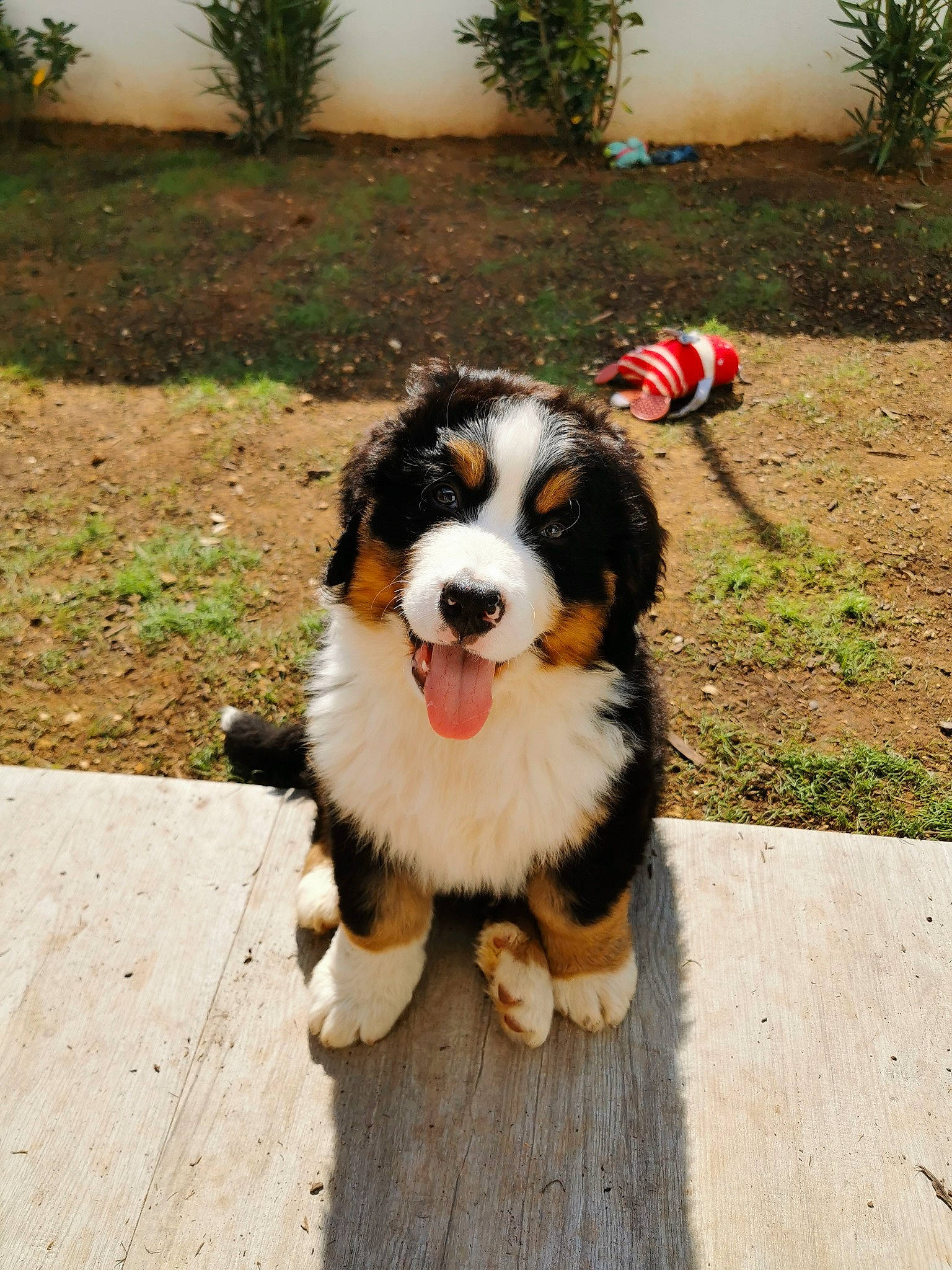 Roy participe au concours pour gagner de l'argent avec cette photo : australian_collie, australian_shepherd, bernese_mountain_dog, canidae, carnivore, companion_dog, dog, dog_breed, english_shepherd, entlebucher_mountain_dog, greater_swiss_mountain_dog, mammal, puppy, rare_breed_dog, vertebrate, working_dog