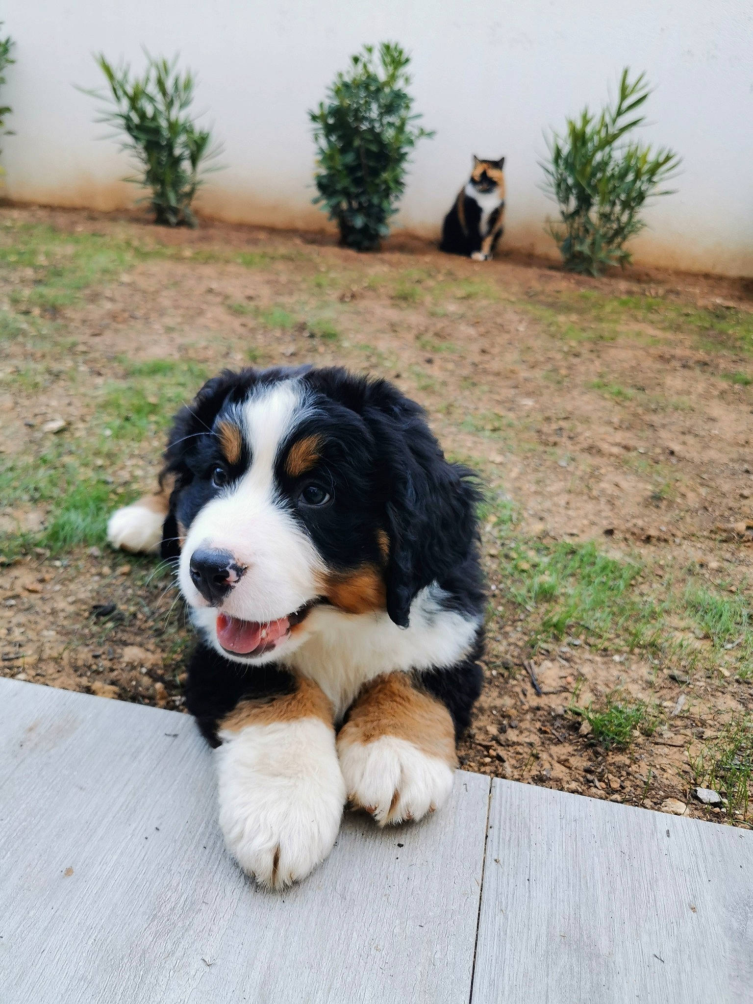 Roy a rejoint le concours — aidez-le/la à gagner de superbes lots ! bernese_mountain_dog, bucovina_shepherd_dog, canidae, carnivore, companion_dog, dog, dog_breed, english_shepherd, giant_dog_breed, greater_swiss_mountain_dog, mammal, moscow_watchdog, puppy, pyrenean_mastiff, rare_breed_dog, snout, sporting_group, tornjak, vertebrate, working_dog