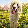 dog, poodle, white_dog, flower, meadow, grass, tree, spring, outdoor, pet, animal, tongue_out, happy, nature, greenery, blossom, canine, portrait, sunlight, field