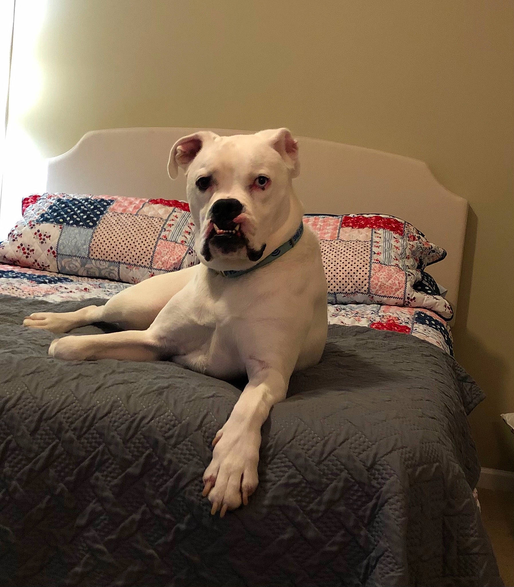 Ace joined the competition — help win amazing prizes! canidae, carnivore, collar, comfort, companion_dog, couch, dog, dog_breed, dog_collar, dog_supply, fawn, linens, paw, pet_supply, pillow, sitting, snout, sporting_group, toy_dog, working_animal