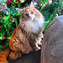 animal, background_blur, cat, christmas_lights, christmas_tree, colorful_lights, curious, cute, decor, domestic_animal, feline, festive, fluffy_cat, holiday_decorations, indoor, orange_cat, pet, sitting, soft_fur, white_fur
