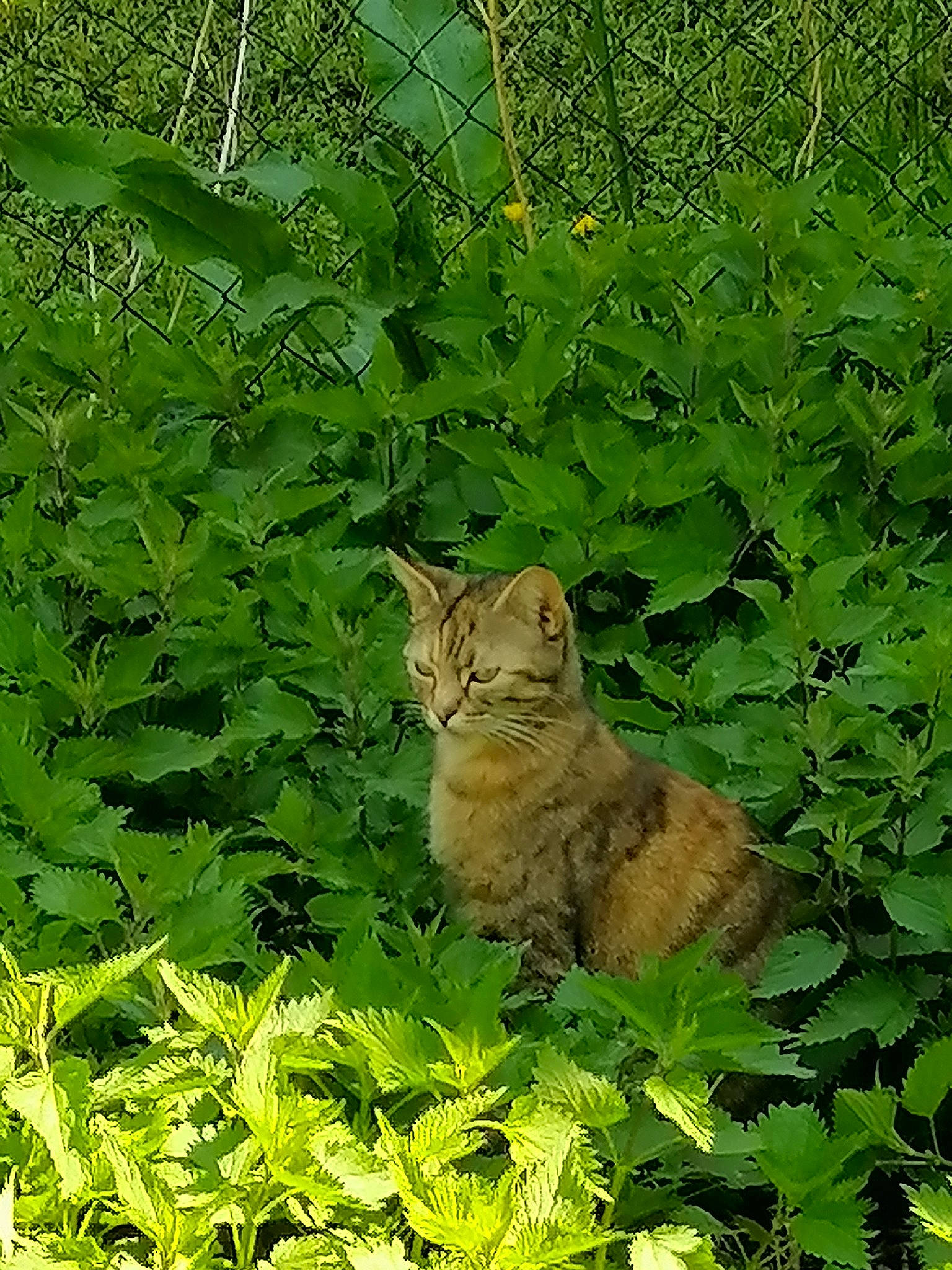 Marine a rejoint le concours — aidez-le/la à gagner de superbes lots ! carnivore, cat, domestic_short_haired_cat, fawn, felidae, flowering_plant, grass, grass_family, groundcover, herbaceous_plant, plant, shrub, small_to_medium_sized_cats, snout, tail, terrestrial_animal, terrestrial_plant, vegetation, whiskers, wildlife