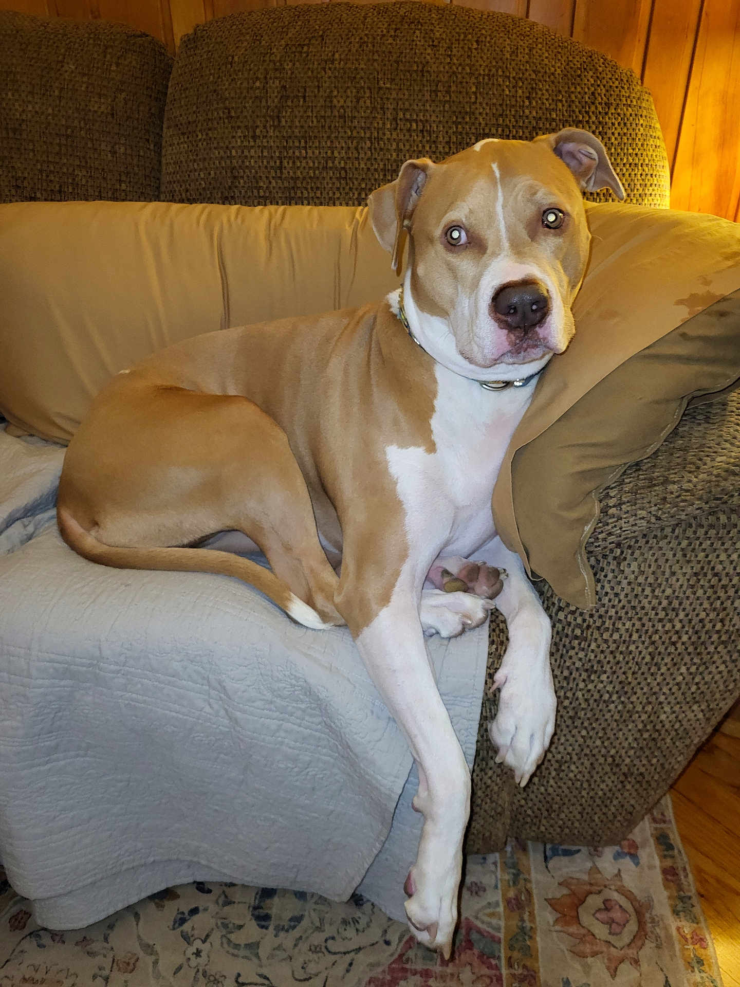 Maggiemae is registered to the contest to win money with this photo: dog, couch, living_room, brown, white, relaxed, pet, indoor, furniture, pillow, carpet, wood_floor, collar, canine, domestic_animal, resting, portrait, animal, cute, companion