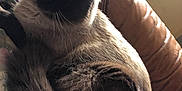 Minou participe au concours pour gagner de l'argent avec cette photo : cat, siamese_cat, fluffy, blue_eyes, pet, indoor, couch, leather, curled_up, fur, whiskers, relaxed, animal, close_up, feline, domestic_cat, looking_at_camera, cozy, resting, soft_light