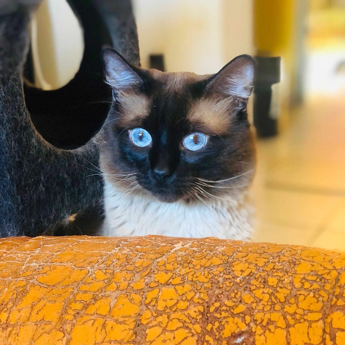 Minou