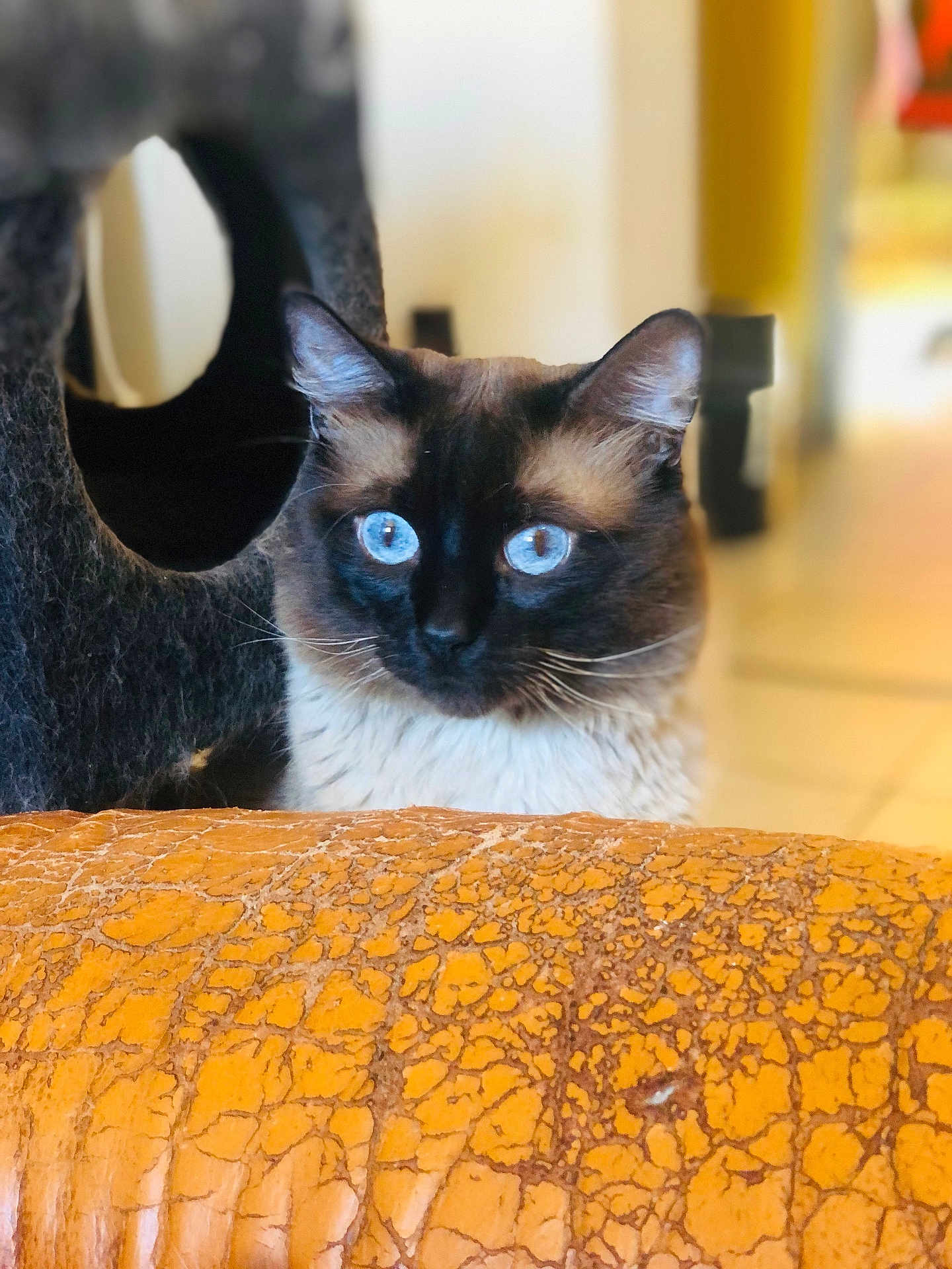 Minou