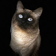 Minou a rejoint le concours — aidez-le/la à gagner de superbes lots ! cat, siamese, blue_eyes, fur, whiskers, portrait, animal, pet, closeup, face, dark_background, mammal, looking_up, alert, cute, domestic, feline, soft_light, indoor, single_animal