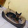 dog, pet_bed, tile_floor, yellow_wall, electrical_outlet, power_cord, small_dog, alert, brown_black_fur, indoors, cozy, resting, home_interior, corner, floor_tile, relaxed, ears_up, animal, domestic_pet, bed