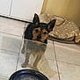 dog, small_dog, ears, pet_bed, polka_dot, tile_floor, glass_table, ashtray, indoor, curious, brown, black, furniture, home, looking, animal, floor, wall, resting, cozy