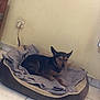 dog, pet_bed, blanket, tile_floor, wall, electrical_socket, indoor, small_dog, brown_dog, black_dog, relaxed, lying_down, cozy, ears_up, home, domestic, quiet, resting, companion_animal, animal
