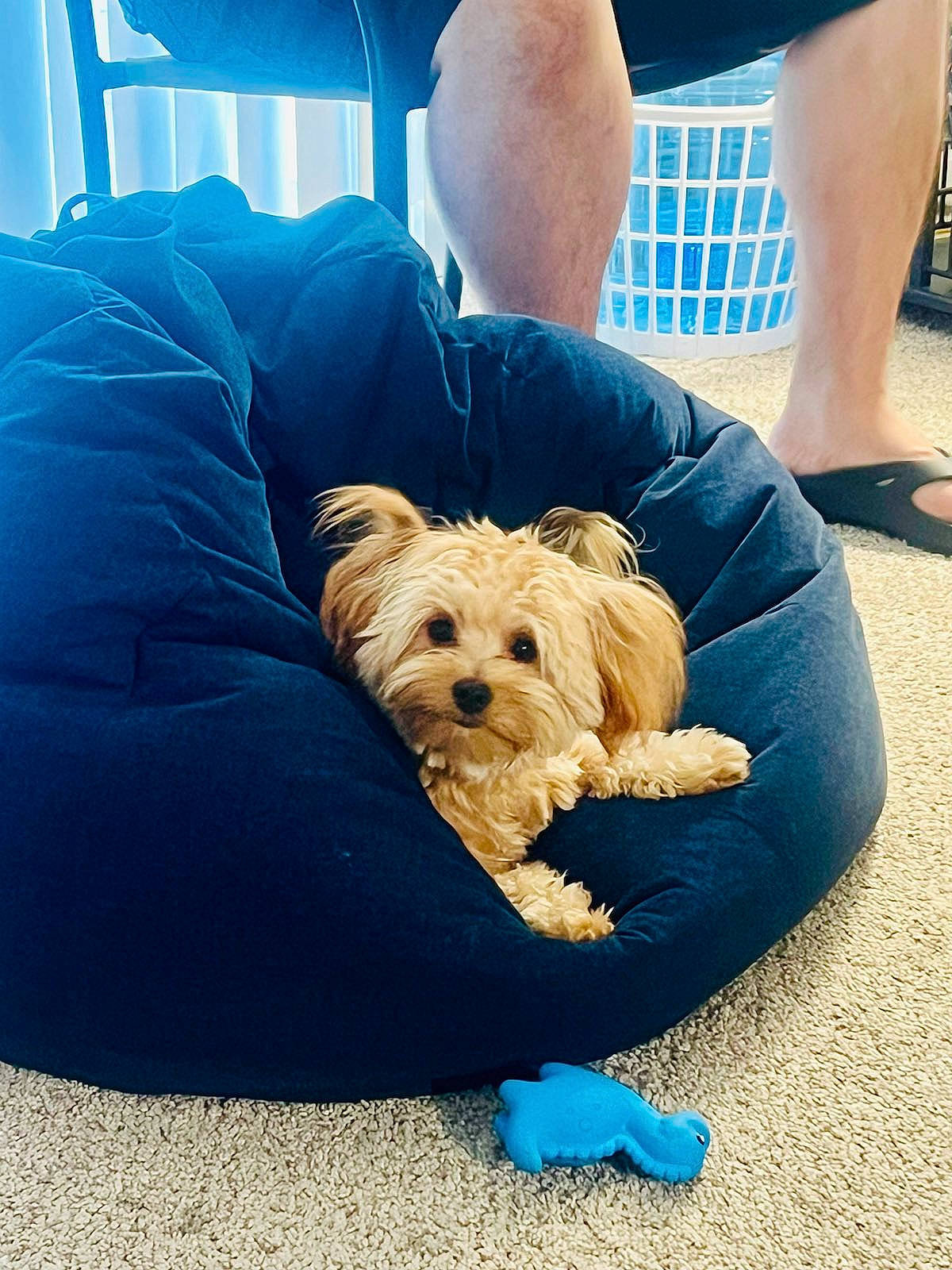 Mimi joined the competition — help win amazing prizes! blue, carnivore, comfort, companion_dog, dog, dog_breed, dog_clothes, dog_supply, electric_blue, fawn, foot, fur, human_leg, sitting, small_terrier, snout, sporting_group, terrier, thigh, toy_dog