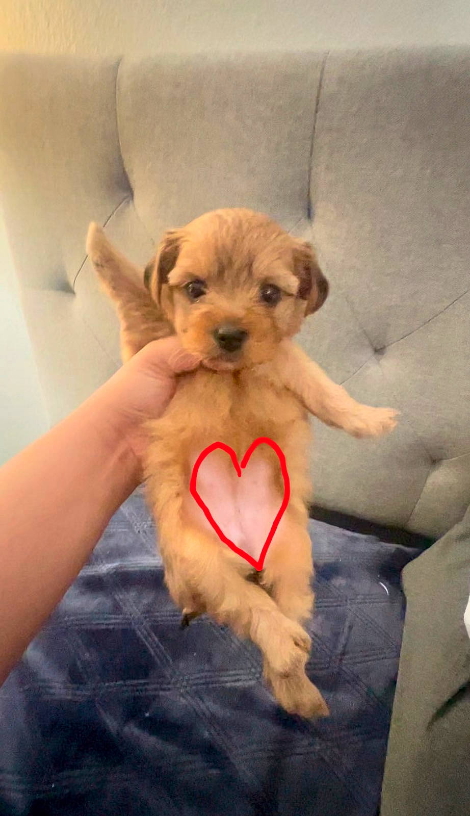 Mimi is registered to the contest to win money with this photo: abdomen, bed, canidae, carnivore, comfort, companion_dog, dog, dog_breed, dog_supply, fawn, fur, gesture, human_leg, paw, snout, sporting_group, toy_dog, trunk, working_animal, wrist