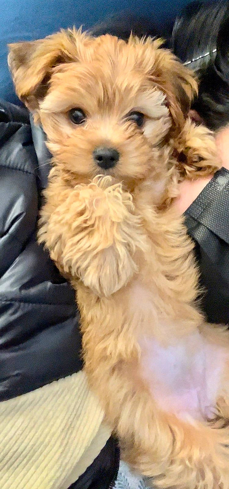 Mimi is registered to the contest to win money with this photo: canidae, carnivore, companion_dog, dog, dog_breed, dog_supply, fawn, firefighter, fur, liver, maltepoo, puppy_love, shih_poo, small_terrier, snout, sporting_group, terrier, toy_dog, working_animal, yorkipoo