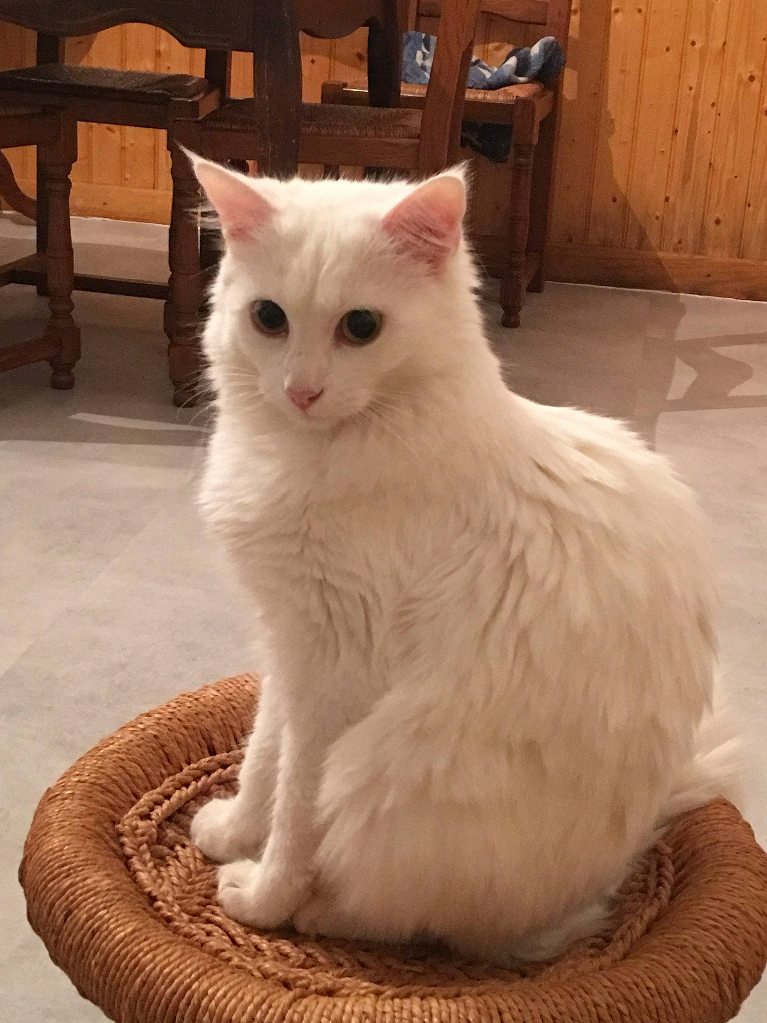 Angy participe au concours pour gagner de l'argent avec cette photo : aegean_cat, asian, carnivore, cat, domestic_long_haired_cat, eye, fawn, felidae, javanese, khao_manee, mammal, norwegian_forest_cat, ragamuffin, ragdoll, small_to_medium_sized_cats, tail, turkish_angora, turkish_van, vertebrate, whiskers