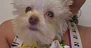 Dolly is registered to the contest to win money with this photo: dog, puppy, small_dog, fluffy, cream_fur, long_hair, pointy_ears, brown_nose, pet, animal, person, woman, selfie, cuddling, portrait, close_up, indoors, colorful_clothing, striped_strap, happy
