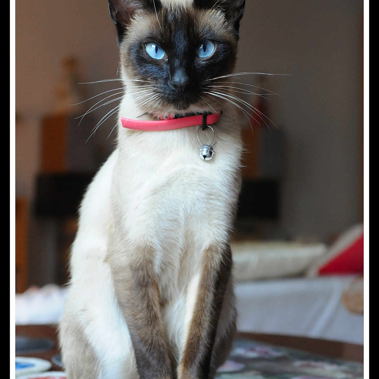 Olivier Poudoulec participe au concours pour gagner de l'argent avec cette photo : alert, animal, bell, blue_eyes, cat, close_up, collar, cute, domestic_animal, feline, focused, fur, household, indoor, pet, portrait, siamese_cat, sitting, table, whiskers