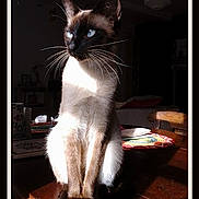 Liora a rejoint le concours — aidez-le/la à gagner de superbes lots ! balinese, carnivoran, cat, cat_like_mammal, domestic_short_haired_cat, fur, kitten, mammal, siamese, small_to_medium_sized_cats, snout, snowshoe, thai, whiskers