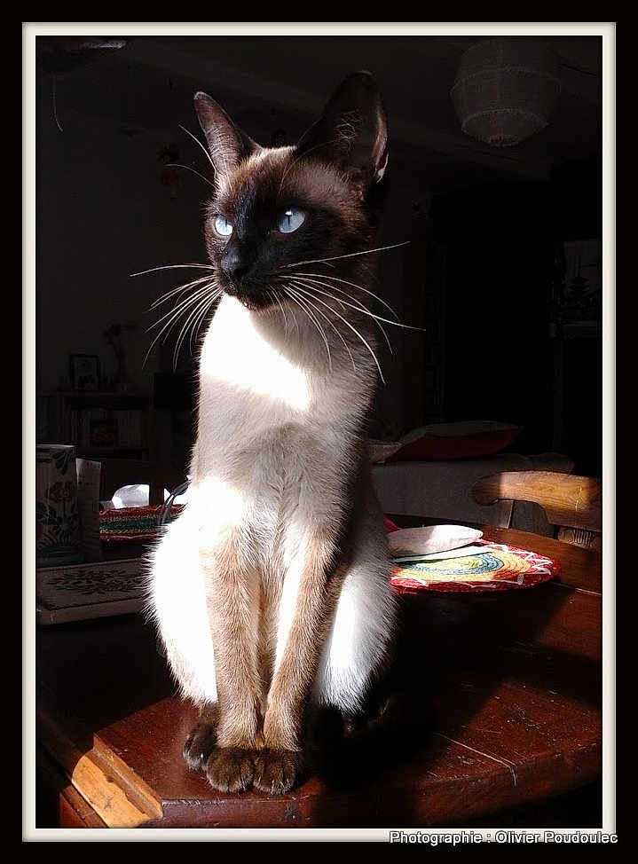 Liora