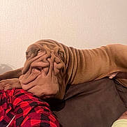 Alf a rejoint le concours — aidez-le/la à gagner de superbes lots ! dog, shar_pei, wrinkled_skin, brown_dog, pet, couch, indoor, relaxing, person, plaid_shirt, shoulder, resting, furniture, wall, home, companion, animal, mammal, close_up, cozy