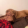 dog, shar_pei, wrinkled_skin, brown_dog, pet, couch, indoor, relaxing, person, plaid_shirt, shoulder, resting, furniture, wall, home, companion, animal, mammal, close_up, cozy