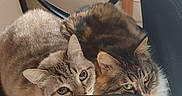 Fifi participe au concours pour gagner de l'argent avec cette photo : animal, brown, cat, cats, chair, companions, cozy, curious, cute, feline, fur, gray, home, indoor, office_chair, pets, relaxed, resting, snuggling, tabby