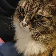 Fifi a rejoint le concours — aidez-le/la à gagner de superbes lots ! cat, tabby, fluffy, green_eyes, close_up, pet, animal, whiskers, fur, domestic_cat, indoor, portrait, mammal, cute, feline, sitting, calm, soft_light, detailed, focused