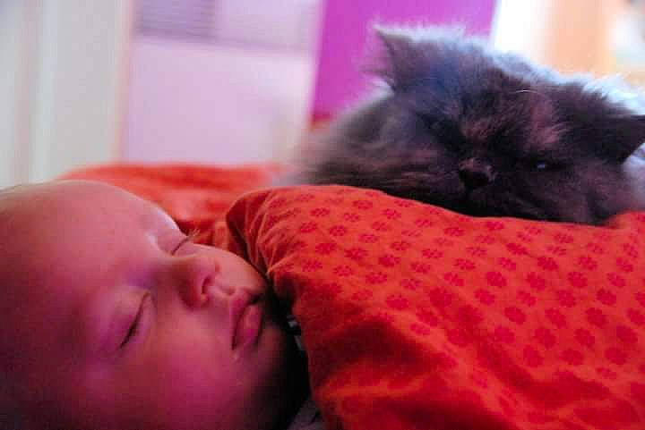 Tocade participe au concours pour gagner de l'argent avec cette photo : baby, bedtime, carnivore, cat, child, comfort, facial_expression, felidae, flesh, fur, linens, magenta, nose, room, skin, small_to_medium_sized_cats, textile, toddler, vertebrate, whiskers