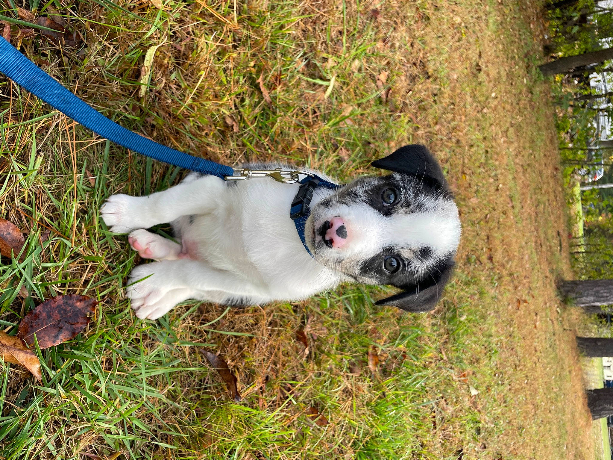 Milo joined the competition — help win amazing prizes! canidae, carnivore, collar, companion_dog, dog, dog_breed, dog_collar, dog_supply, fawn, grass, leash, non_sporting_group, plant, sporting_group, tail, tree, working_animal, working_dog