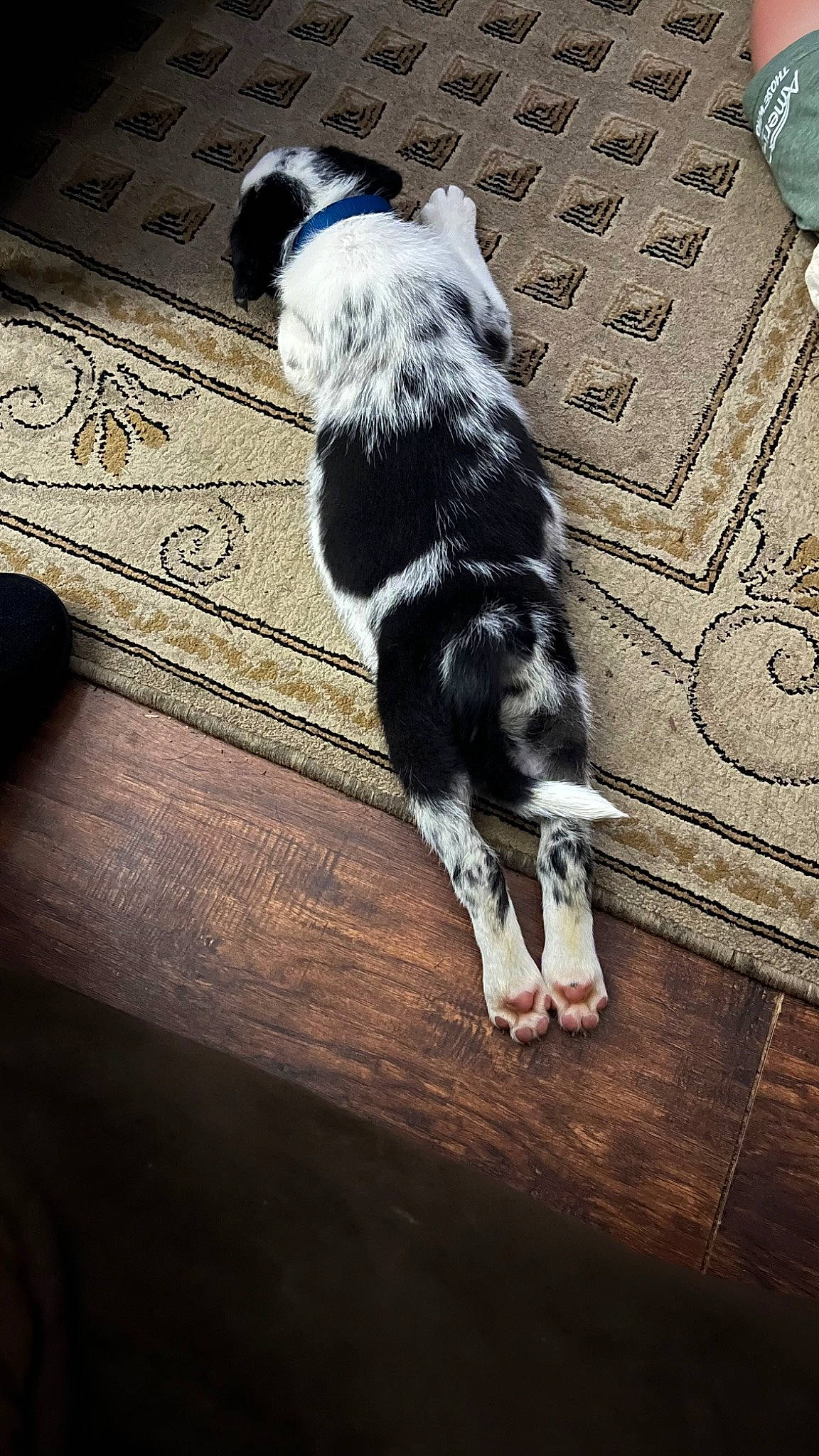 Milo joined the competition — help win amazing prizes! canidae, carnivore, companion_dog, dog, dog_breed, felidae, floor, flooring, fur, hardwood, laminate_flooring, shadow, small_to_medium_sized_cats, snout, sporting_group, tail, tints_and_shades, whiskers, wood, wood_flooring