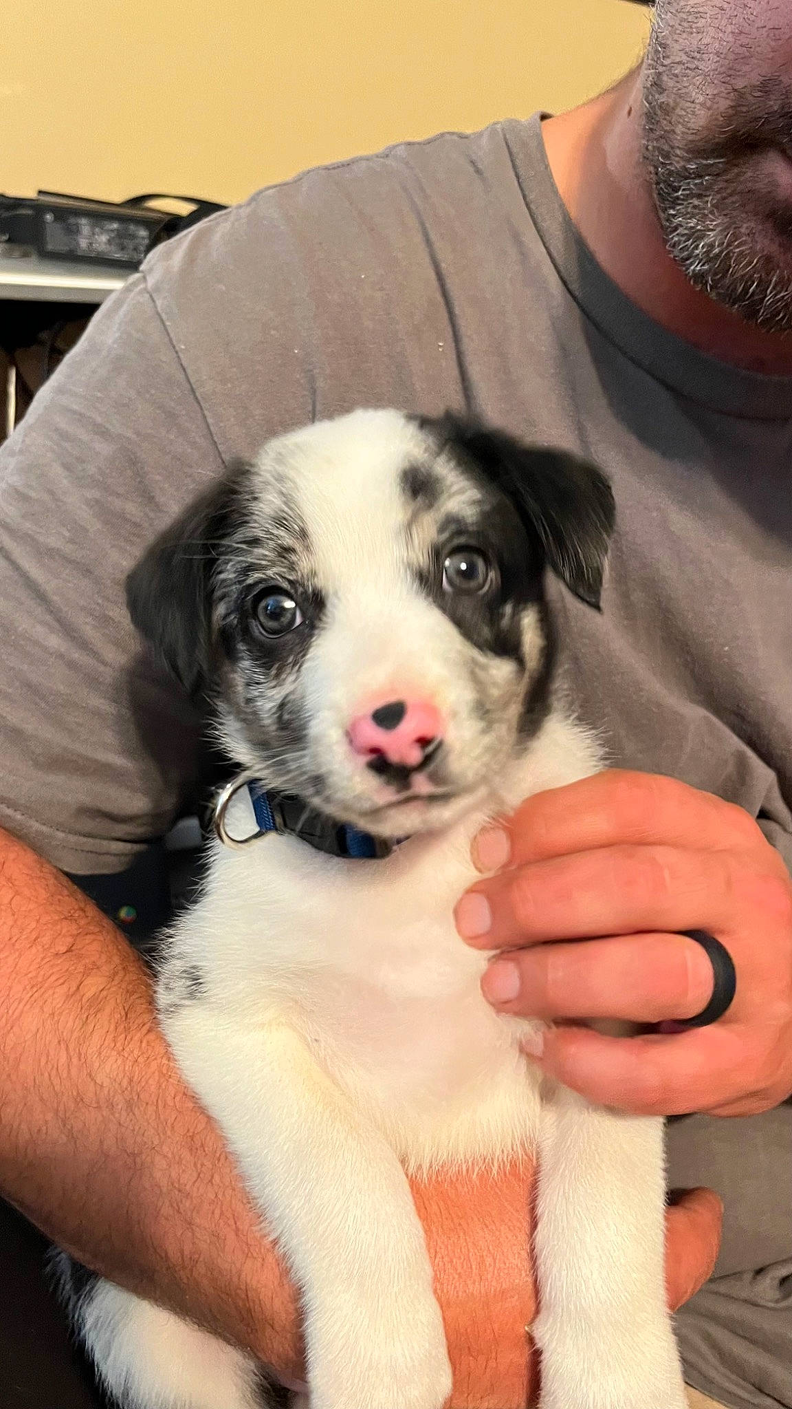 Milo is registered to the contest to win money with this photo: beard, canidae, carnivore, companion_dog, dog, dog_breed, fawn, fur, non_sporting_group, plaid, puppy, puppy_love, snout, sporting_group, t_shirt, terrestrial_animal, whiskers, working_animal