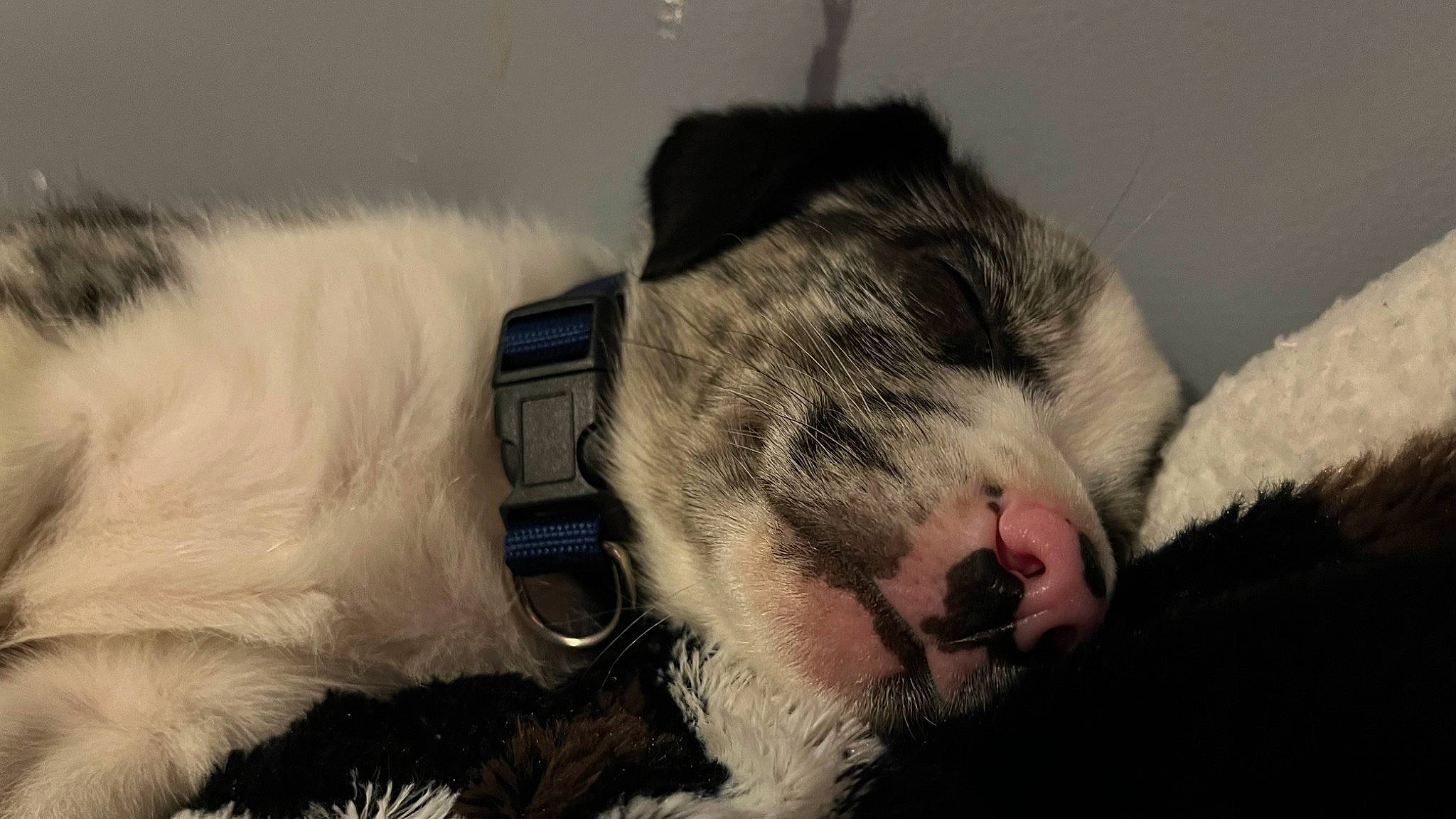 Milo joined the competition — help win amazing prizes! canidae, carnivore, cat, claw, comfort, companion_dog, dog_breed, domestic_short_haired_cat, ear, eyelash, fawn, felidae, foot, fur, paw, small_to_medium_sized_cats, snout, sporting_group, tail, whiskers