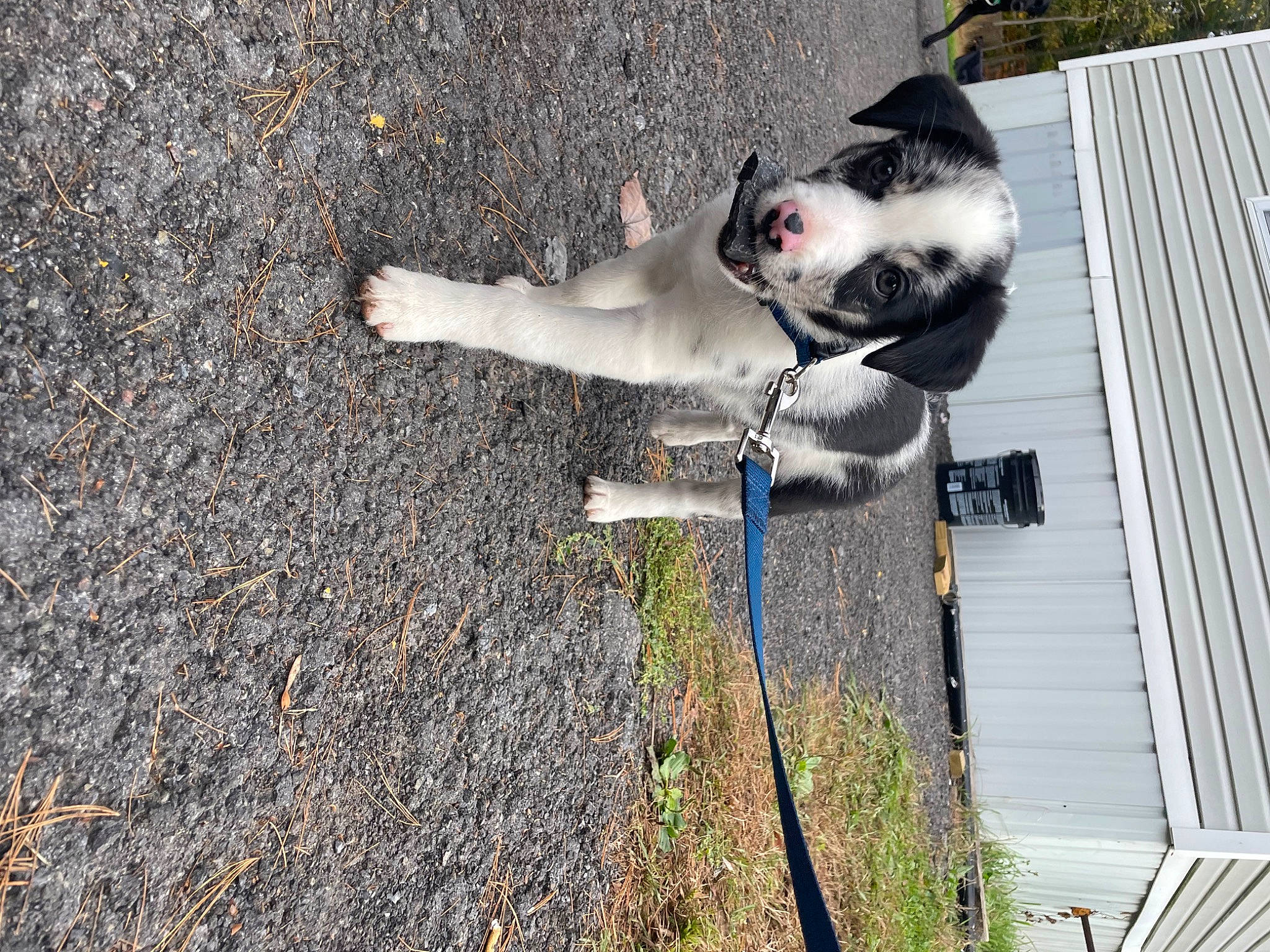 Milo joined the competition — help win amazing prizes! asphalt, canidae, carnivore, cat, companion_dog, dog_breed, domestic_short_haired_cat, felidae, fur, grass, plant, road_surface, sidewalk, small_to_medium_sized_cats, soil, sporting_group, tail, tar, tree, whiskers