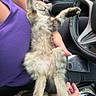 Mila is registered to the contest to win money with this photo: kitten, cat, sleeping, stretching, lap, person, purple_clothing, car_interior, steering_wheel, hand, pet, furry, relaxed, cute, animal, domestic_cat, fur, paws, resting, vehicle