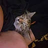 Mila joined the competition — help win amazing prizes! cat, tabby_cat, sleeping, person, arm, blanket, clothing, indoor, cozy, resting, pet, fur, striped, animal, relaxation, closeup, comfort, domestic, snuggling, peaceful