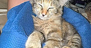 Mila is registered to the contest to win money with this photo: kitten, cat, sleeping, paws, blue_towel, legs, indoor, relaxation, pet, feline, cozy, resting, fur, cute, domestic_animal, animal, comfort, closeup, nap, soft_lighting