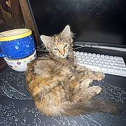 Mila is registered to the contest to win money with this photo: cat, kitten, computer_keyboard, monitor, desk, bowl, stacked_bowls, indoor, pet, feline, fur, multicolored, resting, mousepad, technology, household, curious, animal, domestic, orange