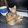 animal, bowl, cat, computer_keyboard, curious, desk, domestic, feline, fur, household, indoor, kitten, monitor, mousepad, multicolored, orange, pet, resting, stacked_bowls, technology