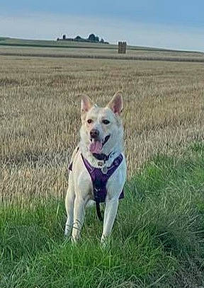 Dyva a rejoint le concours — aidez-le/la à gagner de superbes lots ! canidae, carnivore, cloud, collar, companion_dog, dog, dog_breed, fawn, grass, grassland, herding_dog, natural_landscape, pasture, plant, sky, soil, sporting_group, tail, working_animal, working_dog