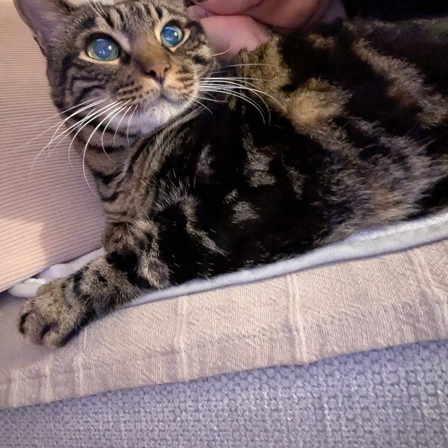 Asto a rejoint le concours — aidez-le/la à gagner de superbes lots ! blanket, cat, close_up, comfy, couch, cozy, domestic_life, fur, glasses, green_eyes, human, indoor, living_room, paw, pet, portrait, sitting, snuggle, tabby_cat, whiskers