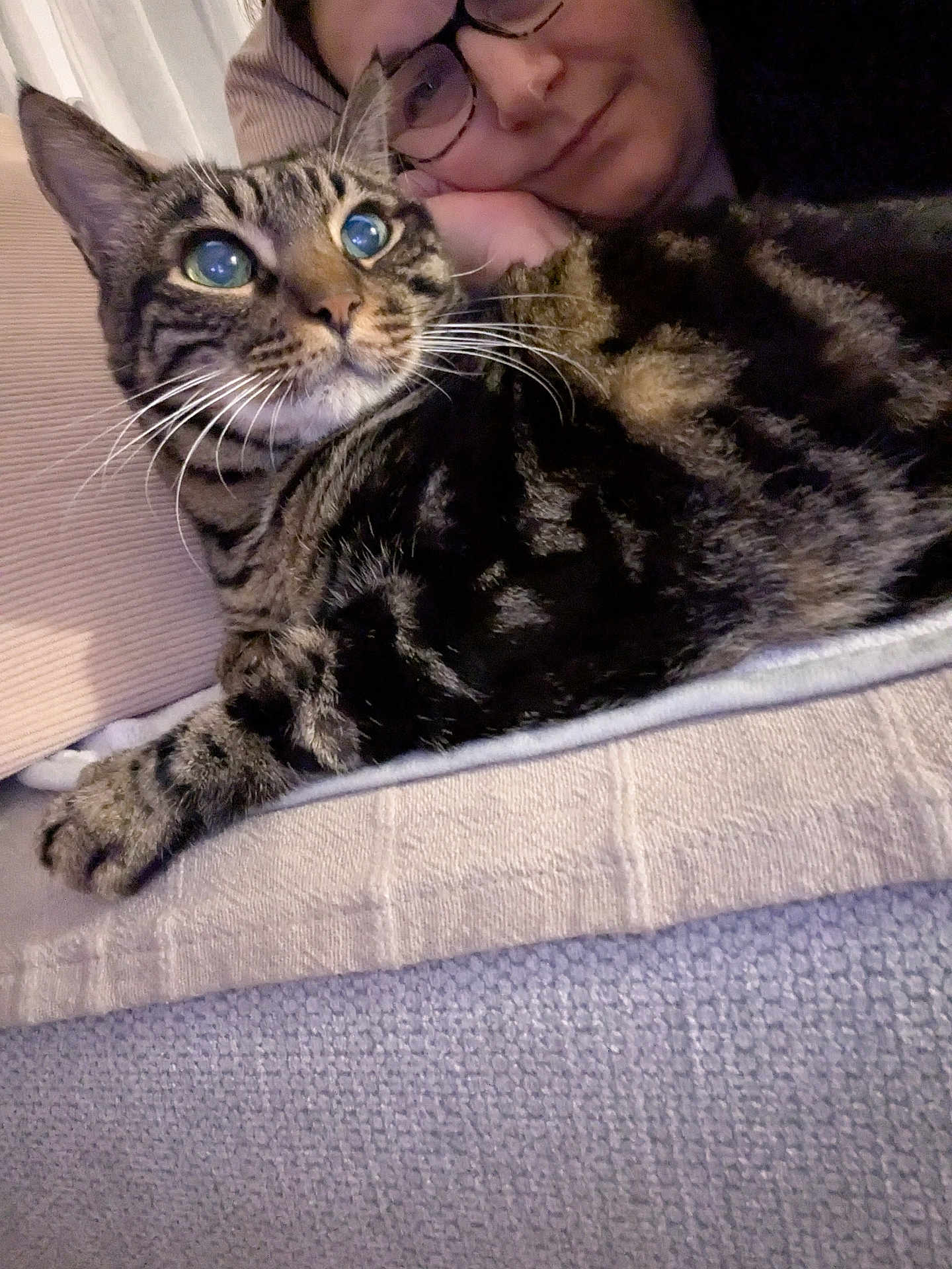 Asto a rejoint le concours — aidez-le/la à gagner de superbes lots ! blanket, cat, close_up, comfy, couch, cozy, domestic_life, fur, glasses, green_eyes, human, indoor, living_room, paw, pet, portrait, sitting, snuggle, tabby_cat, whiskers