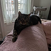 Asto participe au concours pour gagner de l'argent avec cette photo : blanket, cat, cat_tree, couch, cozy, curtains, furniture, home, indoor, living_room, lounging, paw, pet, relaxed, resting, sleepy, tabby_cat, towel, whiskers, window